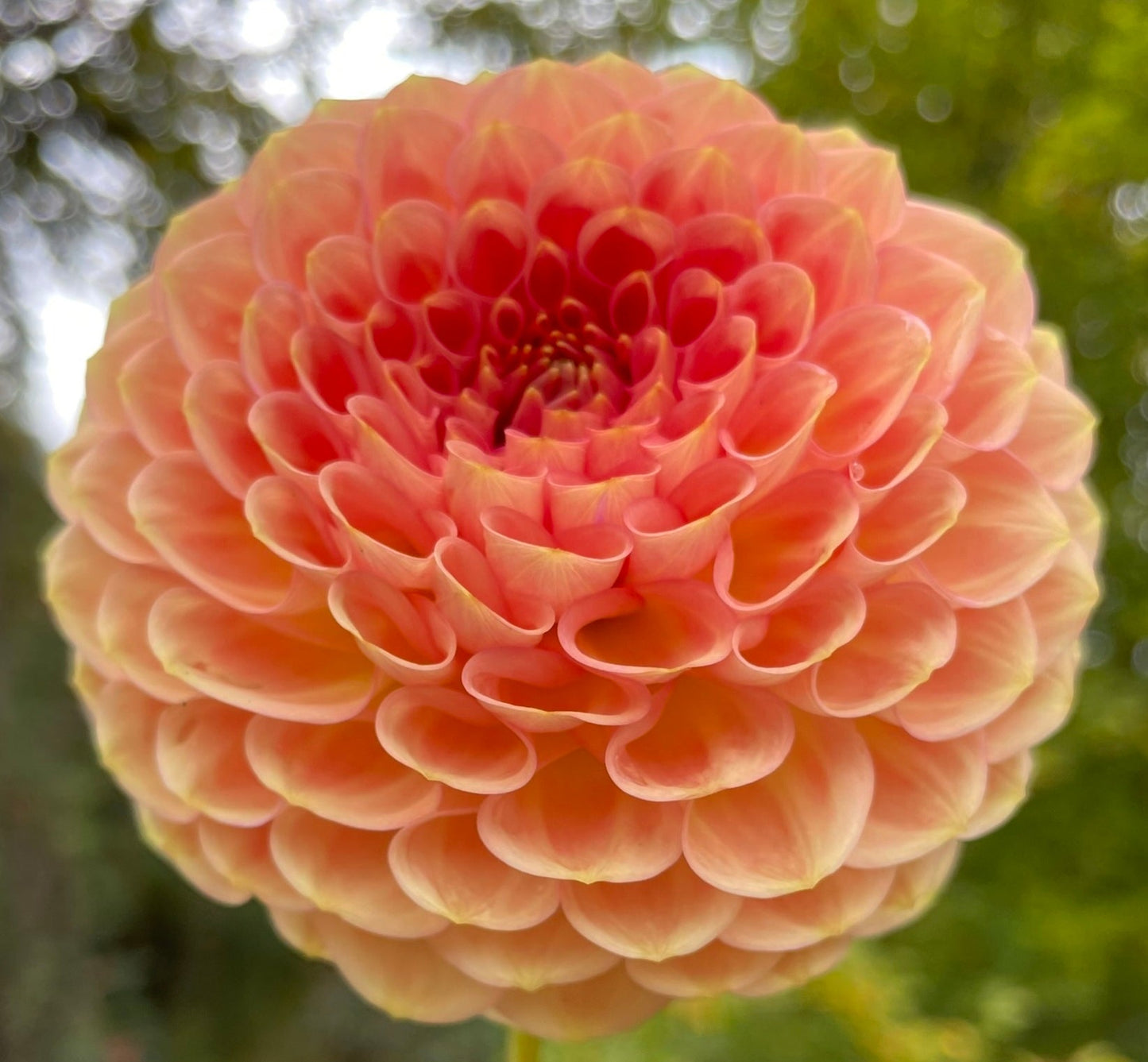 20th Ave Softer Peach Cutting