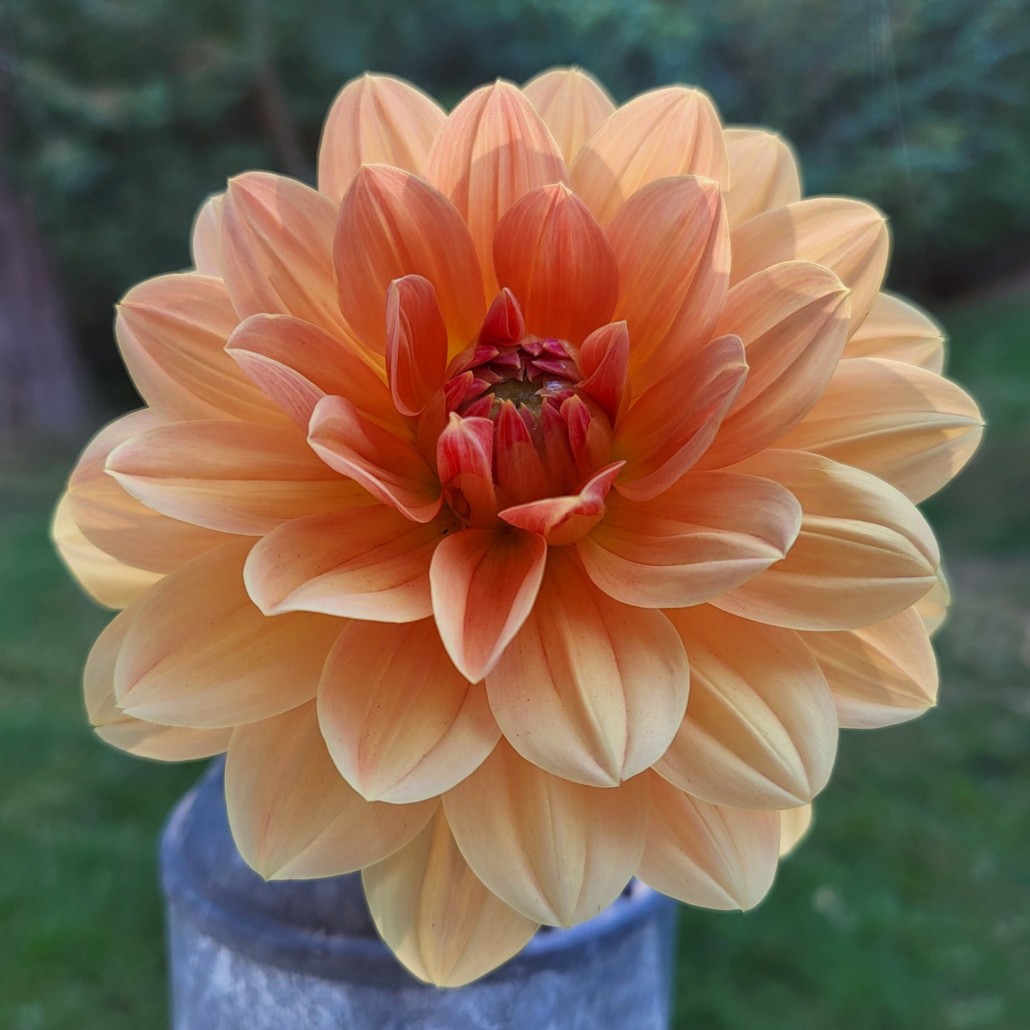 Apricot Desire Tuber