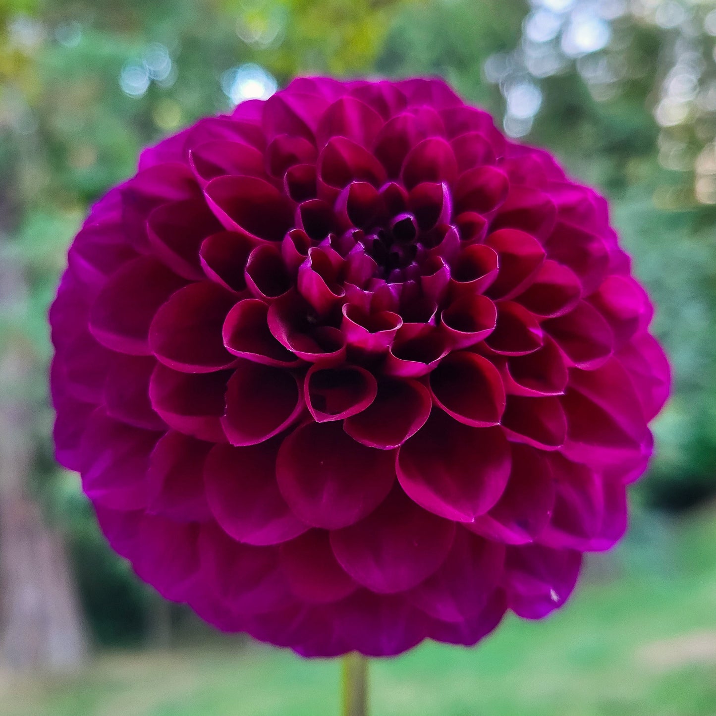 Chi Black Velvet Tuber