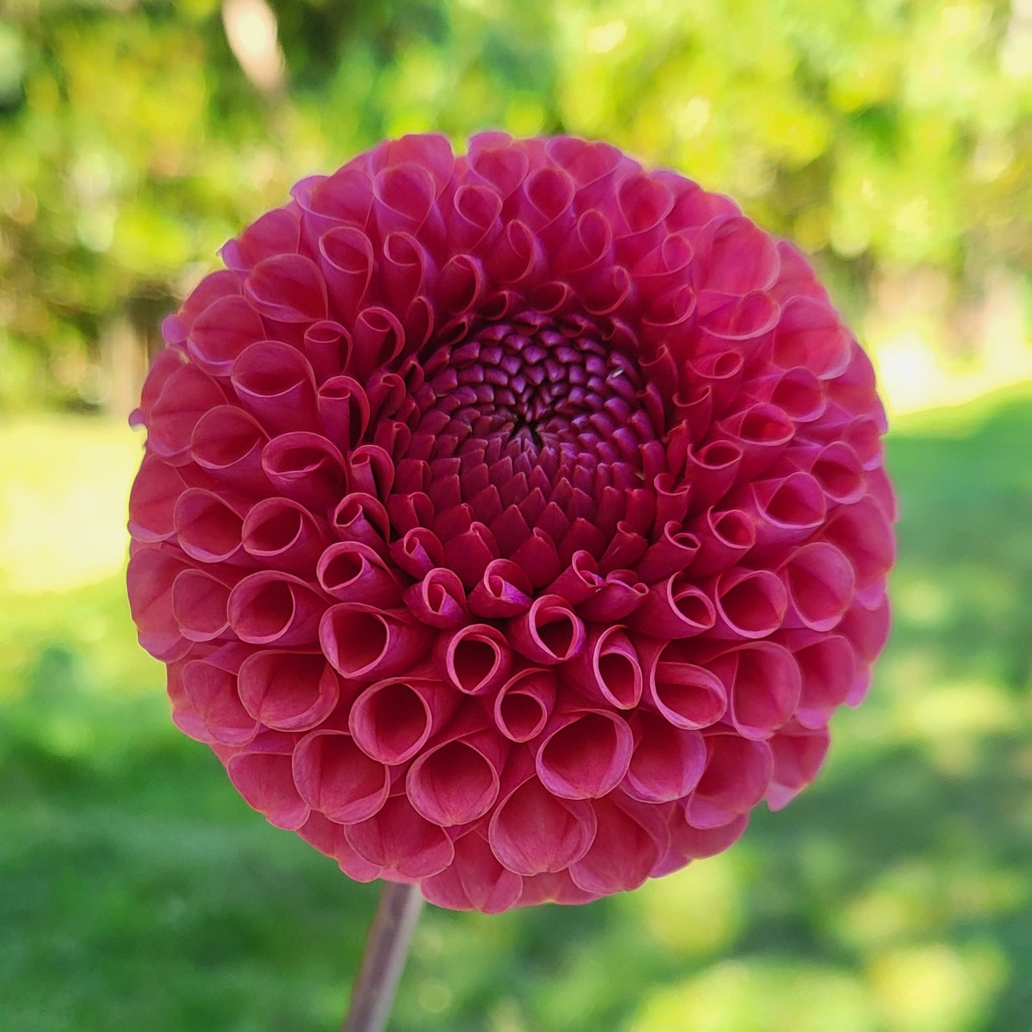 Ferncliff Rusty Tuber