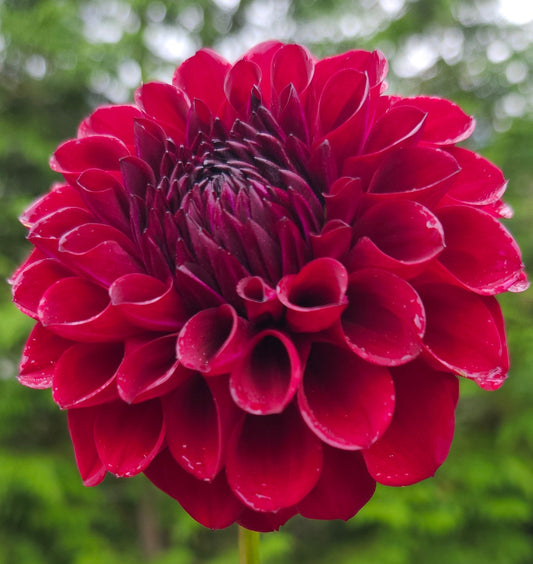 Ferncliff Black Cherry Tuber