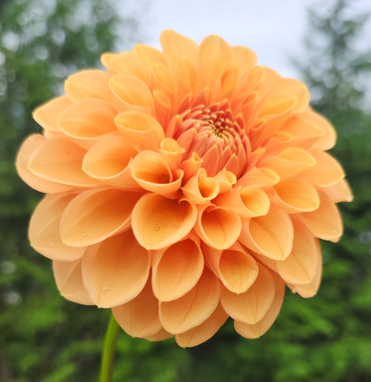 Sylvia - Maarn Tuber