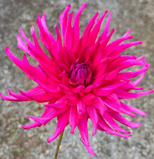 NO ID Fuchsia Semi Cactus Tuber