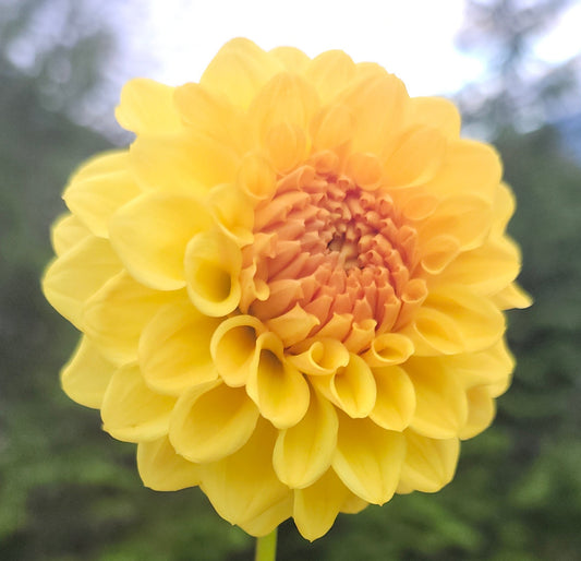 Golden Scepter Tuber