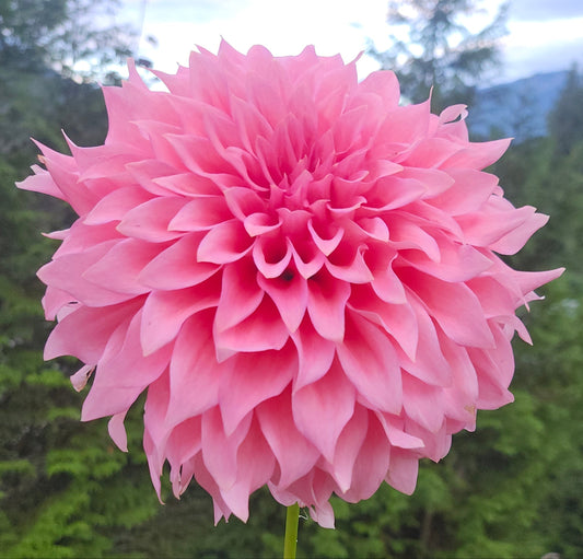 Wyn’s Pink Pearl Tuber
