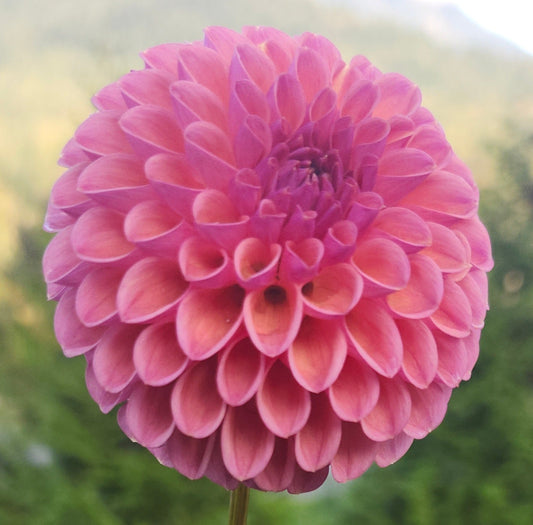 Amethyst Glow Tuber