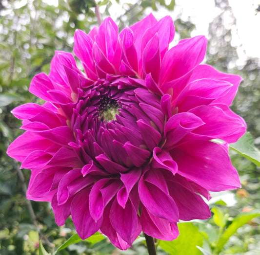 Elma Elizabeth Tuber