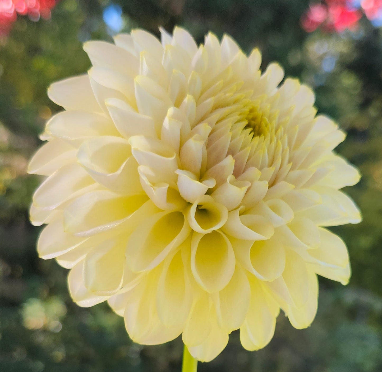 Skipley Moonglow Cutting