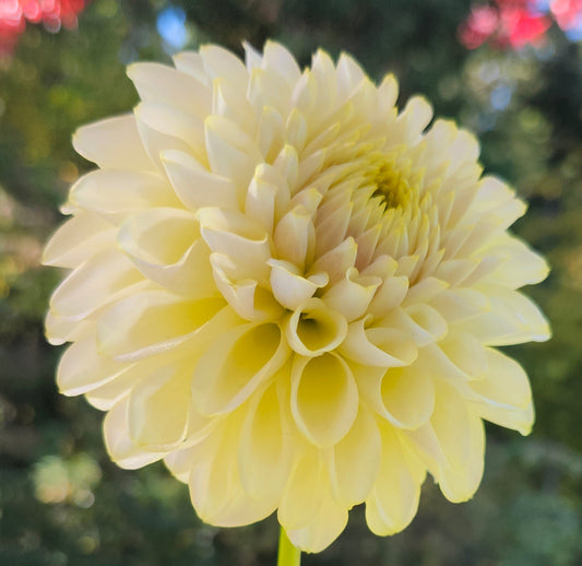 Skipley Moonglow Tuber