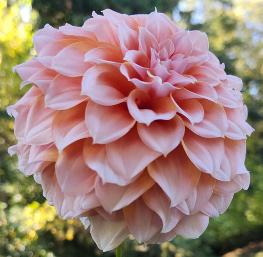 Peaches N' Cream Tuber