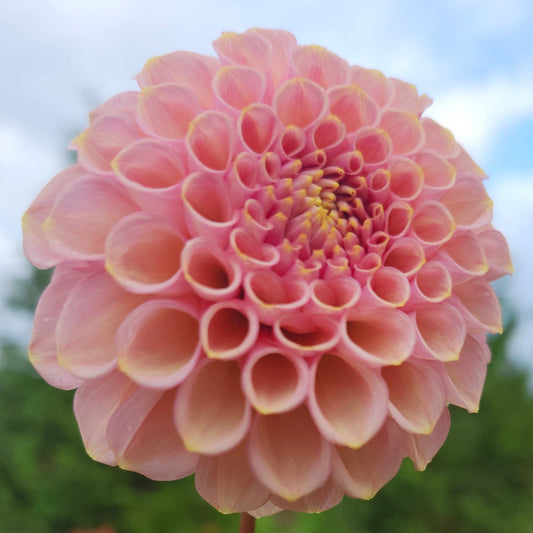 Bracken Rose Tuber