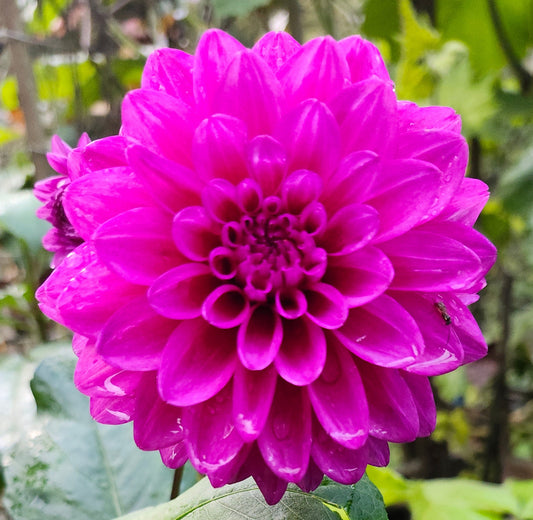 NO ID Purple Formal Decorative Tuber