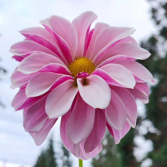 Salish Twilight Girl Tuber (BLOWN - 2nd year Surprise)