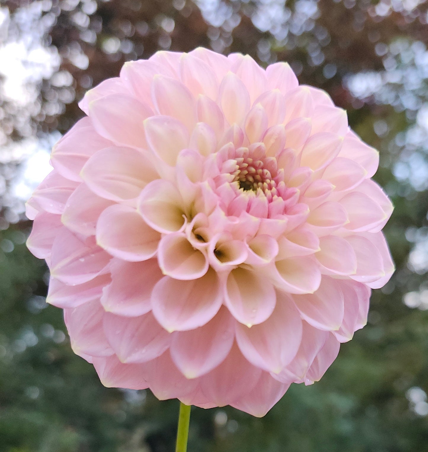 NO ID Light Pink Informal Decorative Tuber