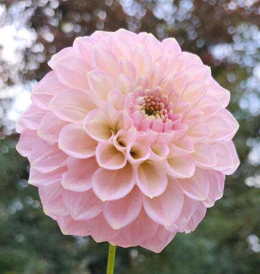 NO ID Light Pink Informal Decorative Tuber