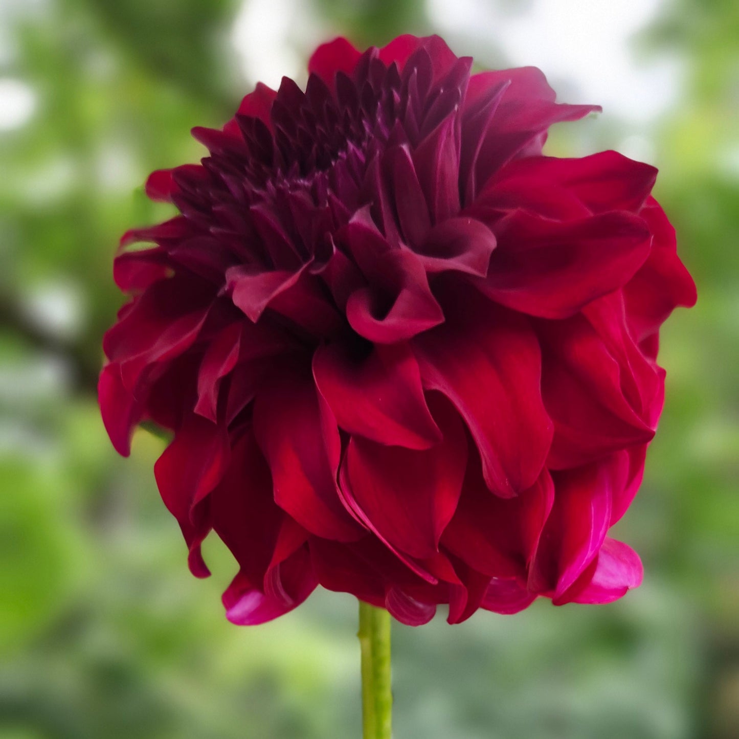River's Penelope Tuber