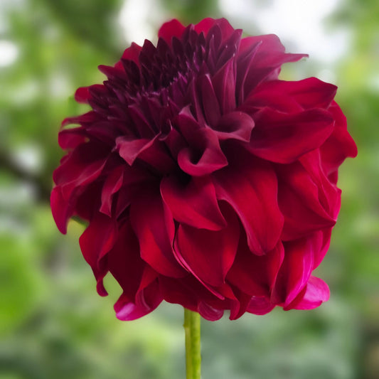 River's Penelope Tuber