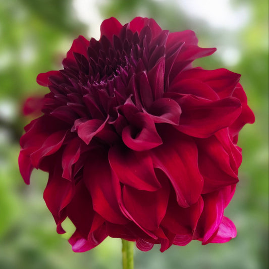 River's Penelope Cutting