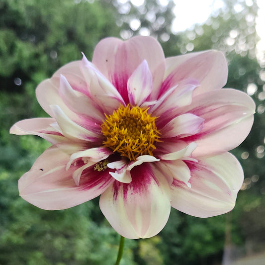 Rhubarb and Custard Cutting