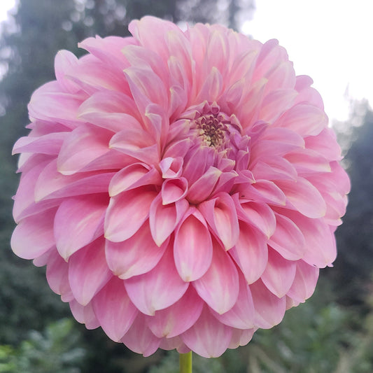 Coorabell Jessie Cutting