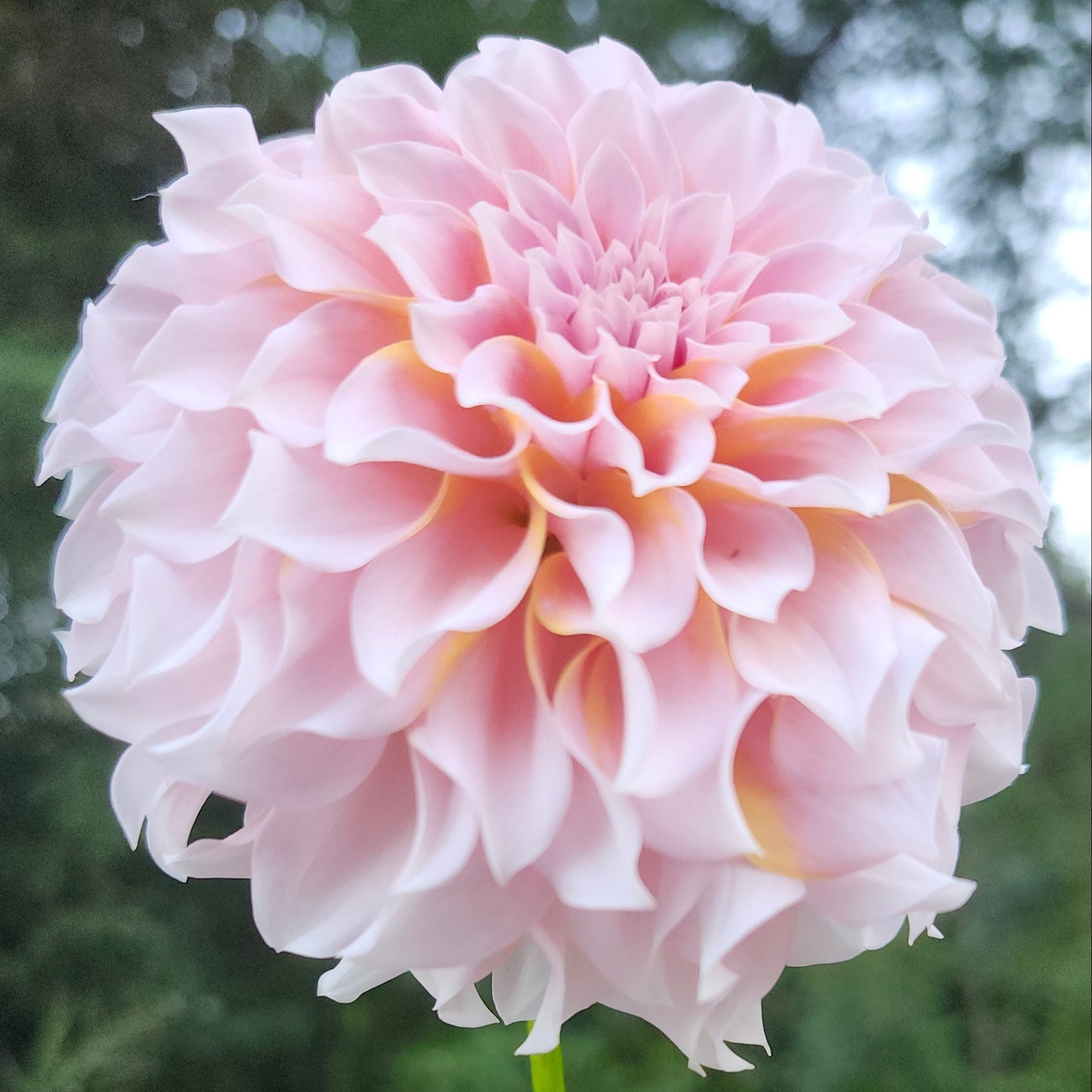 Levi's Opal Twist Cutting