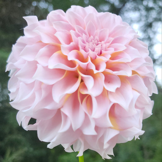 Levi's Opal Twist Cutting