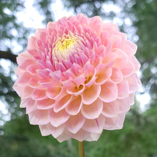 La Corbierre Cutting