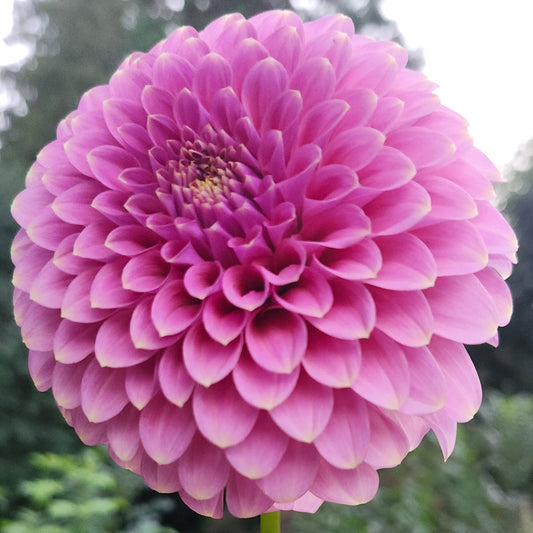 Florelie Oracle Cutting