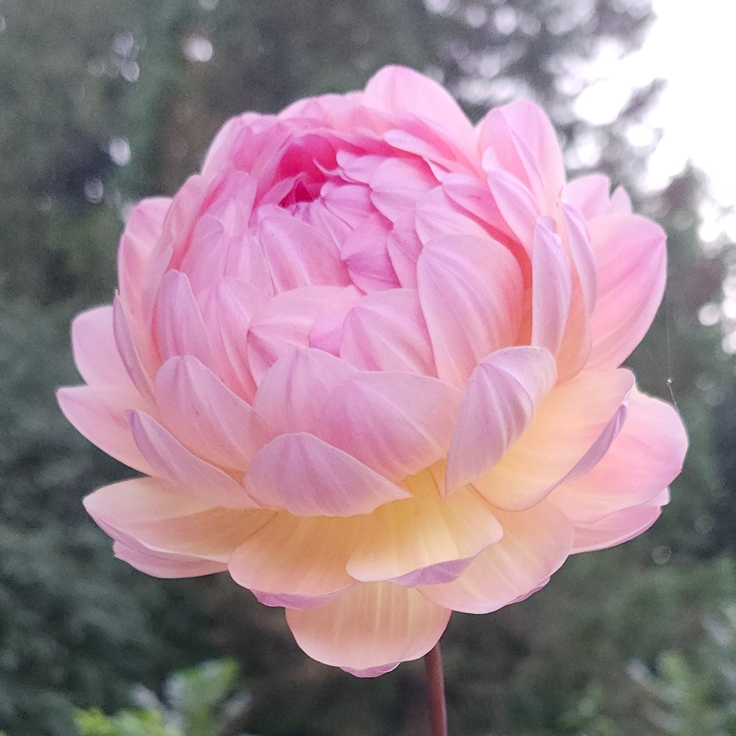 Sandia Bliss Cutting