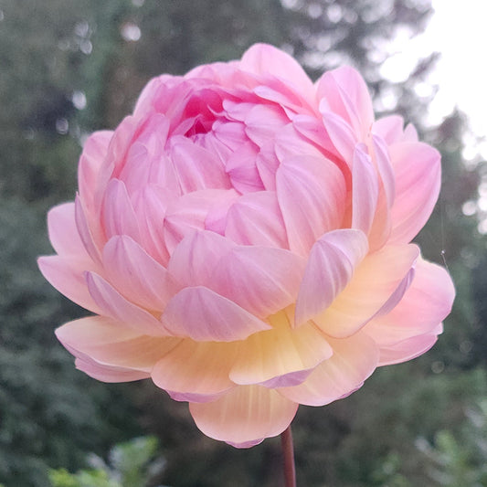 Sandia Bliss Cutting