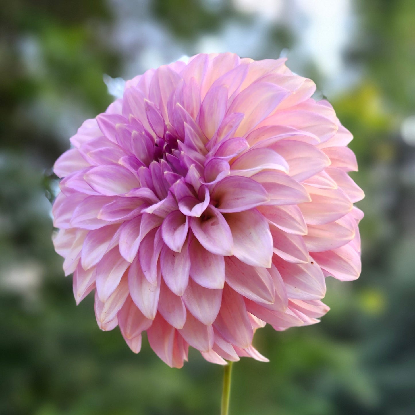 Levi's Bubblegum Cutting