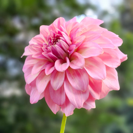 Levi's Dreamwalk Cutting