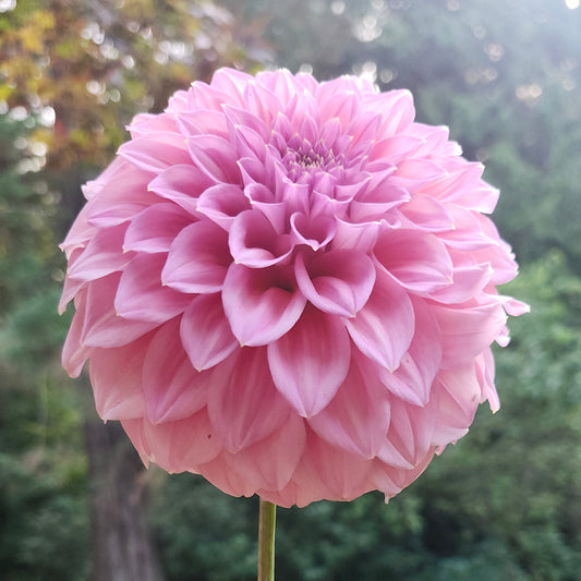 Devon Salmon Cutting