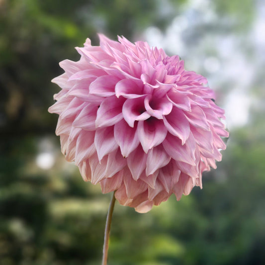 Lee's Swiss Miss Cutting