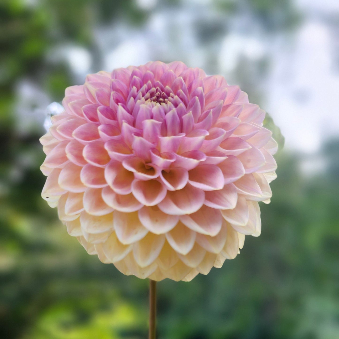 La Corbierre Cutting