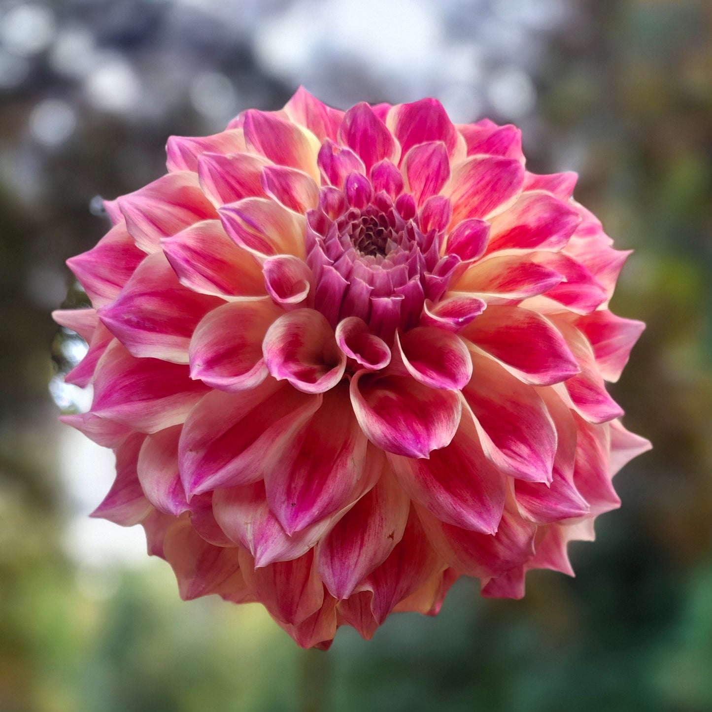 Winkie Rubarb Cutting