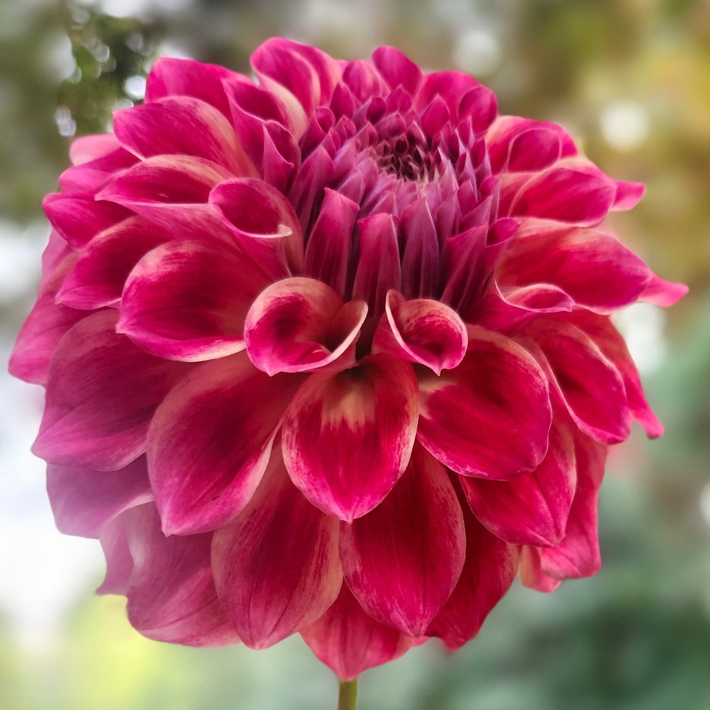 Winkie Rhubarb Tuber