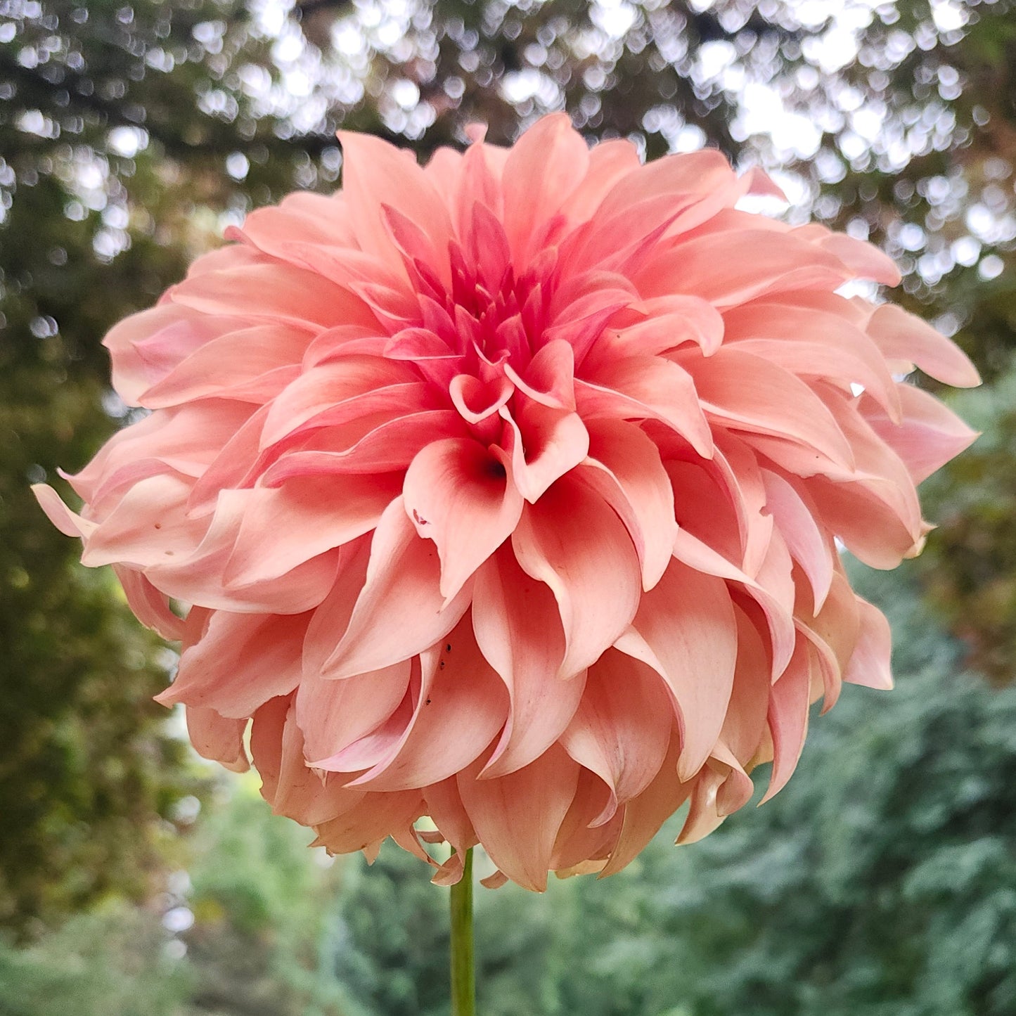 Bloomquist Pleasing Tuber