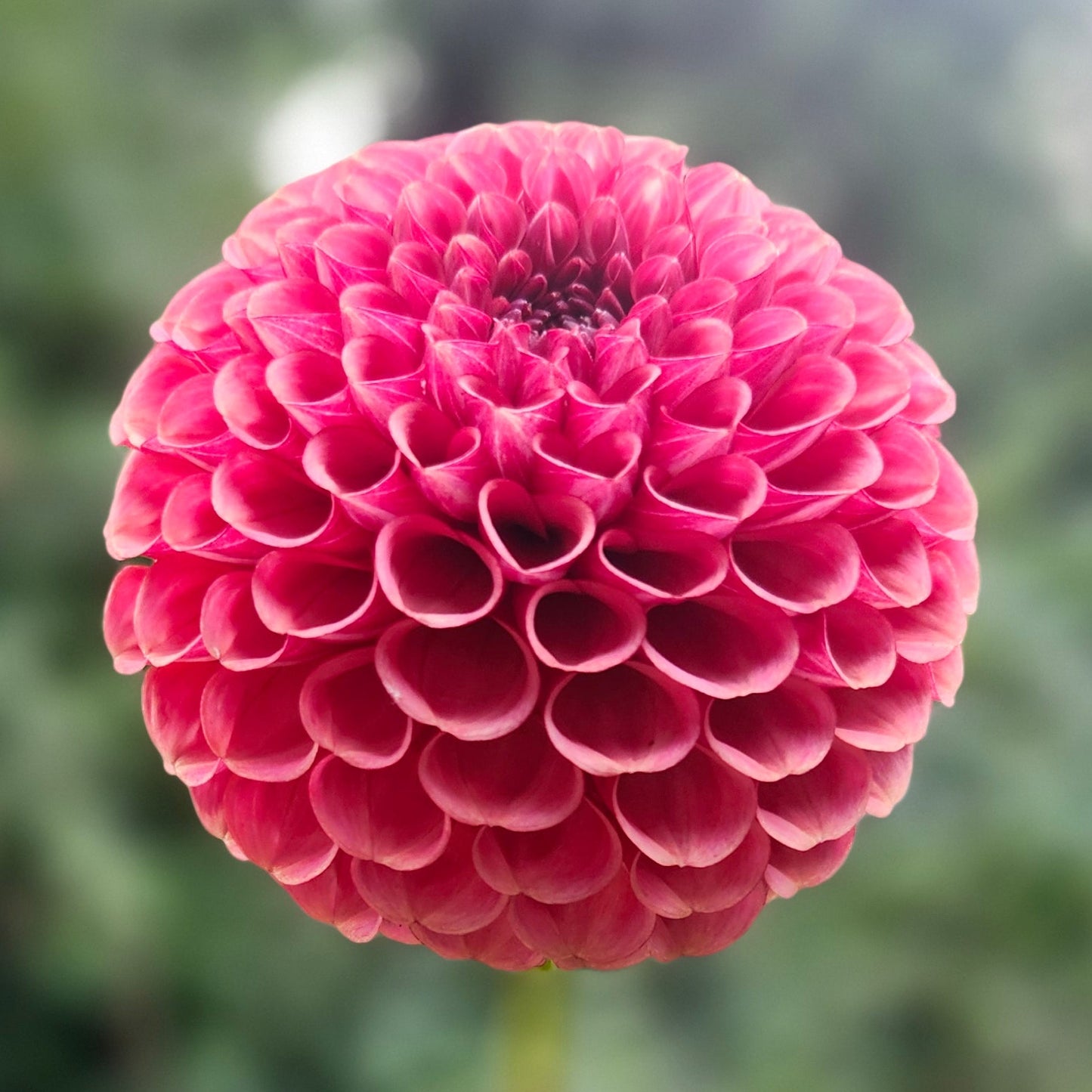 Ferncliff Kathleen Tuber