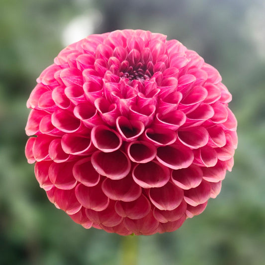 Ferncliff Kathleen Tuber