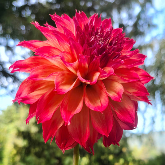 Lucky Lola Tuber 'Sold to me as'