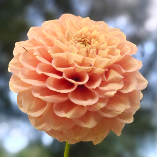 Ferncliff Honeycomb Tuber