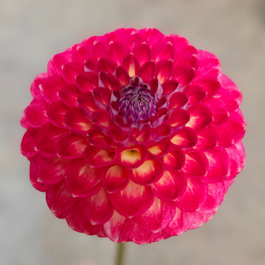 River's Little Vicki Tuber