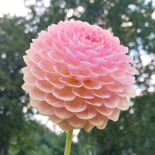 20th Ave Softer Peach Tuber