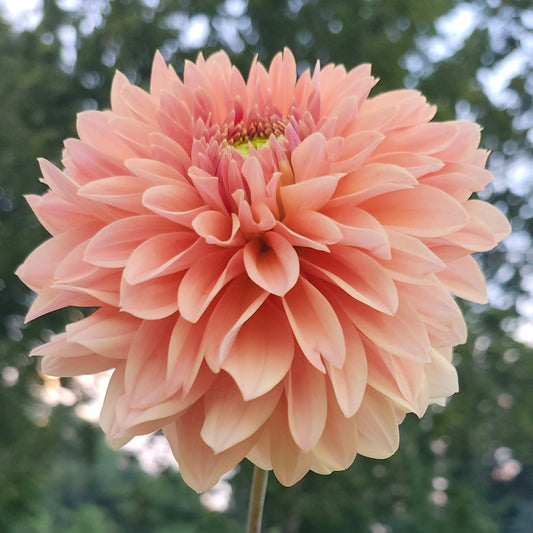 Verrone's 14 - 30 Cutting