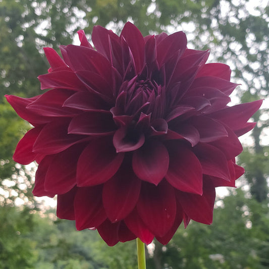 Bowser Alexandre Paul Tuber