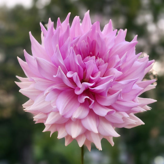 La Belle Époque Tuber