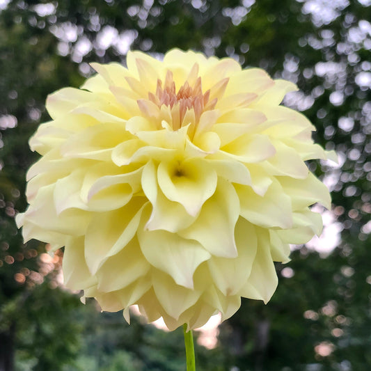 Keating Classic Tuber