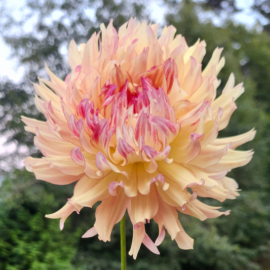Van Isle Nebula Tuber