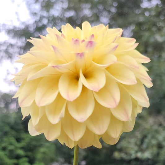 Grandby Sunshine Tuber